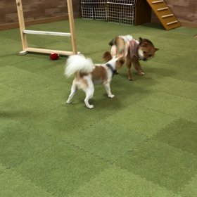 ドッグランの画像