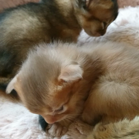 ちびちびの画像