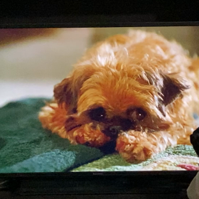 原始人みたいな犬❤️の画像