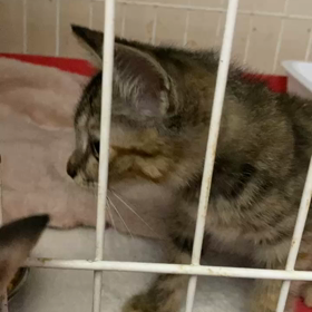 8月20日(日)参加猫みかんの画像