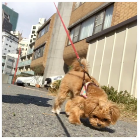 お散歩動画♪の画像