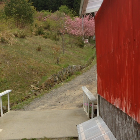 サウザンド桜の画像