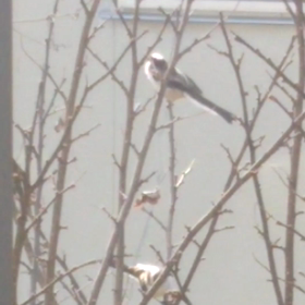 1,311  たぶん？ウグイスの画像