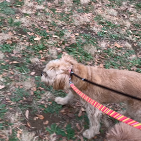 11月29日13わんこと2時間30分遠足　代々木公園表参道の画像