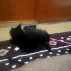 一人遊びするゴンちゃんの画像