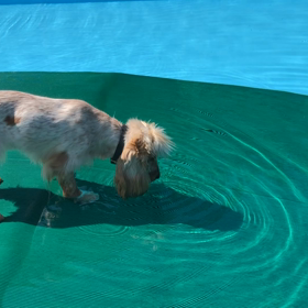 2度目のプールの画像