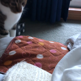 半分クリスマスツリー！　今朝の動画にゃん。の画像