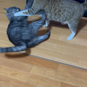 ハルとモモちゃん　どっちも負けるな♥️の画像