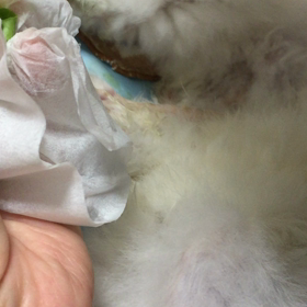 早く早くっ！の画像