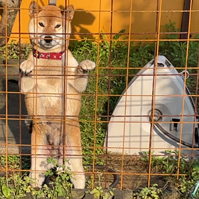 かまってちゃんの画像