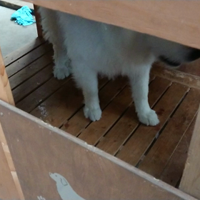 ﾄﾞﾀﾊﾞﾀﾄﾞﾀﾊﾞﾀ☆の画像