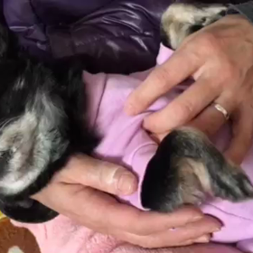 めぐは撫で撫でだーいすき♡の画像