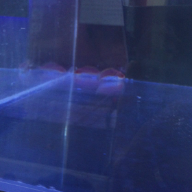 コンスピ販売の画像