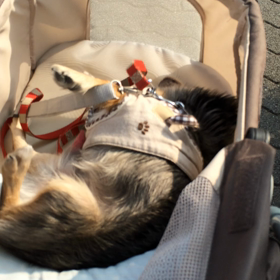 飽きると…(ｰ ｰ;)の画像