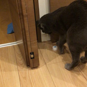 猫たちの最近のブームの画像