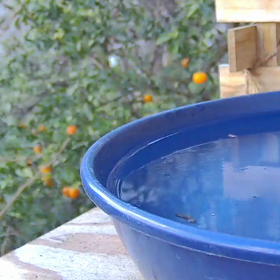 すぎぴたんの事件簿シーズン3　204話（わたしの一番かわいいところ、シジュウカラ）の画像