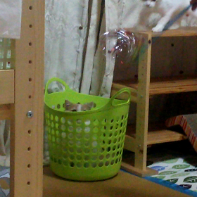 眠いし身体痛いし(-ω-;)の画像