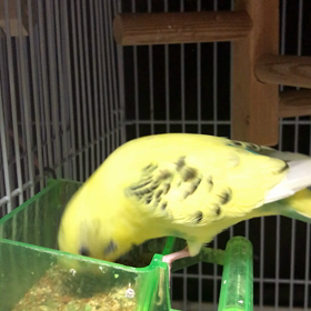 ごはんですよの画像