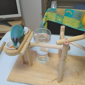 ステイホームでのインコの変化の画像