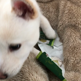 とにかく噛むの画像