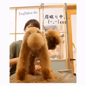 ☆居眠り犬（´-`）.｡oO☆の画像