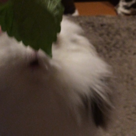 今日のお夜食の画像