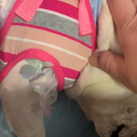 きたー夢ちゃんの画像