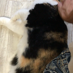 ナデナデして〜の画像