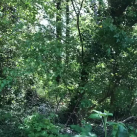 宇宙へ、天へと繋がる〜日本人の自然を愛する感覚！の画像