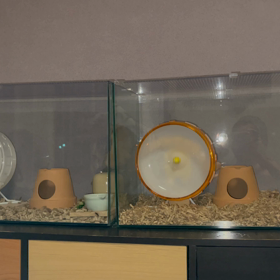 リアルタイムの画像