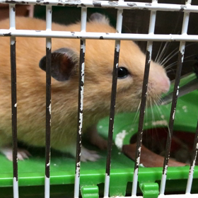 なっとうちゃん水を飲むの画像