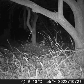 すぎぴたんの事件簿シーズン3　64話（たぬき、柿発見！）の画像