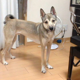 今日のつぶやき。の画像