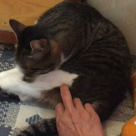 毛づくろいの邪魔⁈の画像