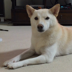 今朝のゆきちゃん。の画像