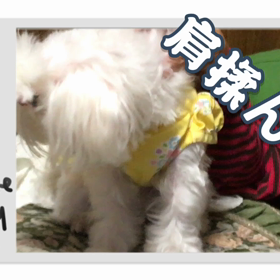 おばあちゃん笑顔にするね！ワンコ達ワンワンの画像