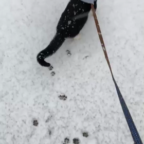 頑張ってみましたの画像