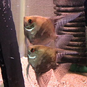 スモーキーエンゼル  産卵の画像