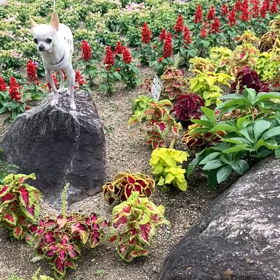 ぴょーんチワワの画像