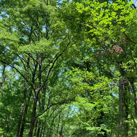 和みました 小鳥のさえずりの画像