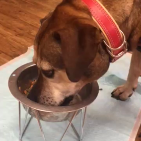 チャンちゃんの画像