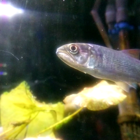 ドラードフィッシュの画像