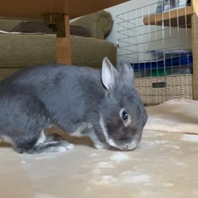 あんよがピン！の画像