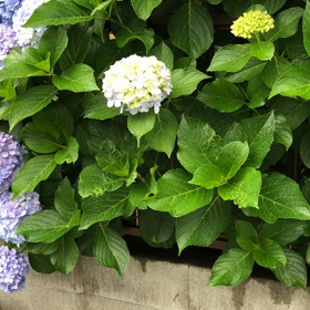 ショコラと散歩の画像