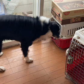 家の中でもの画像