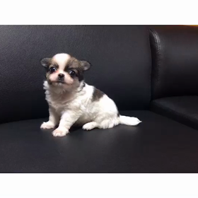 チワワ子犬情報 U^ェ^U 【ぽんずベビー】の画像