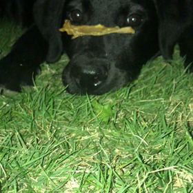 夜のスナックタイム しつけ【待て編】の画像