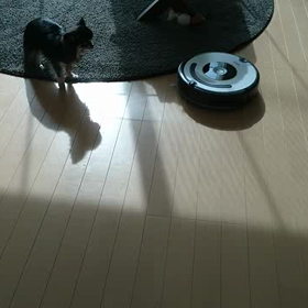 対ルンバ。の画像