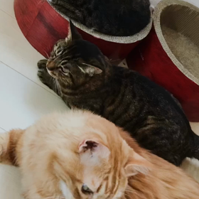 iPhoneが作ってくれた今日のにゃんこと今日のカムカムエヴリバディの画像