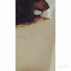 みんみん ヤギはじめました♪の画像